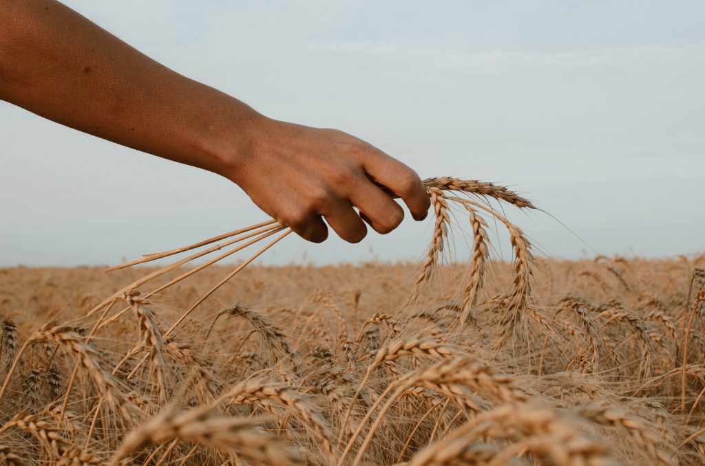 Main sur champ de blé